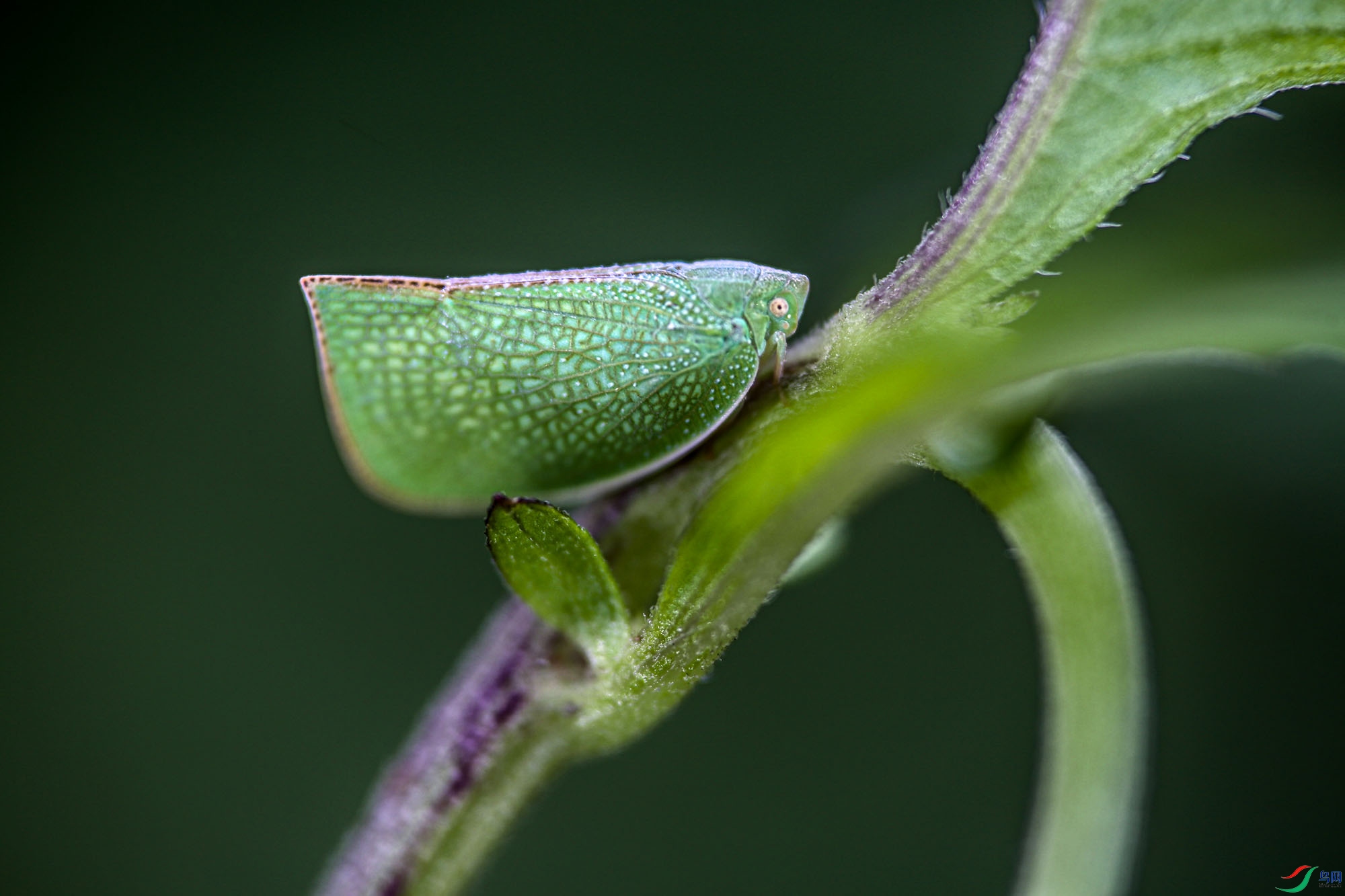 �̶�����