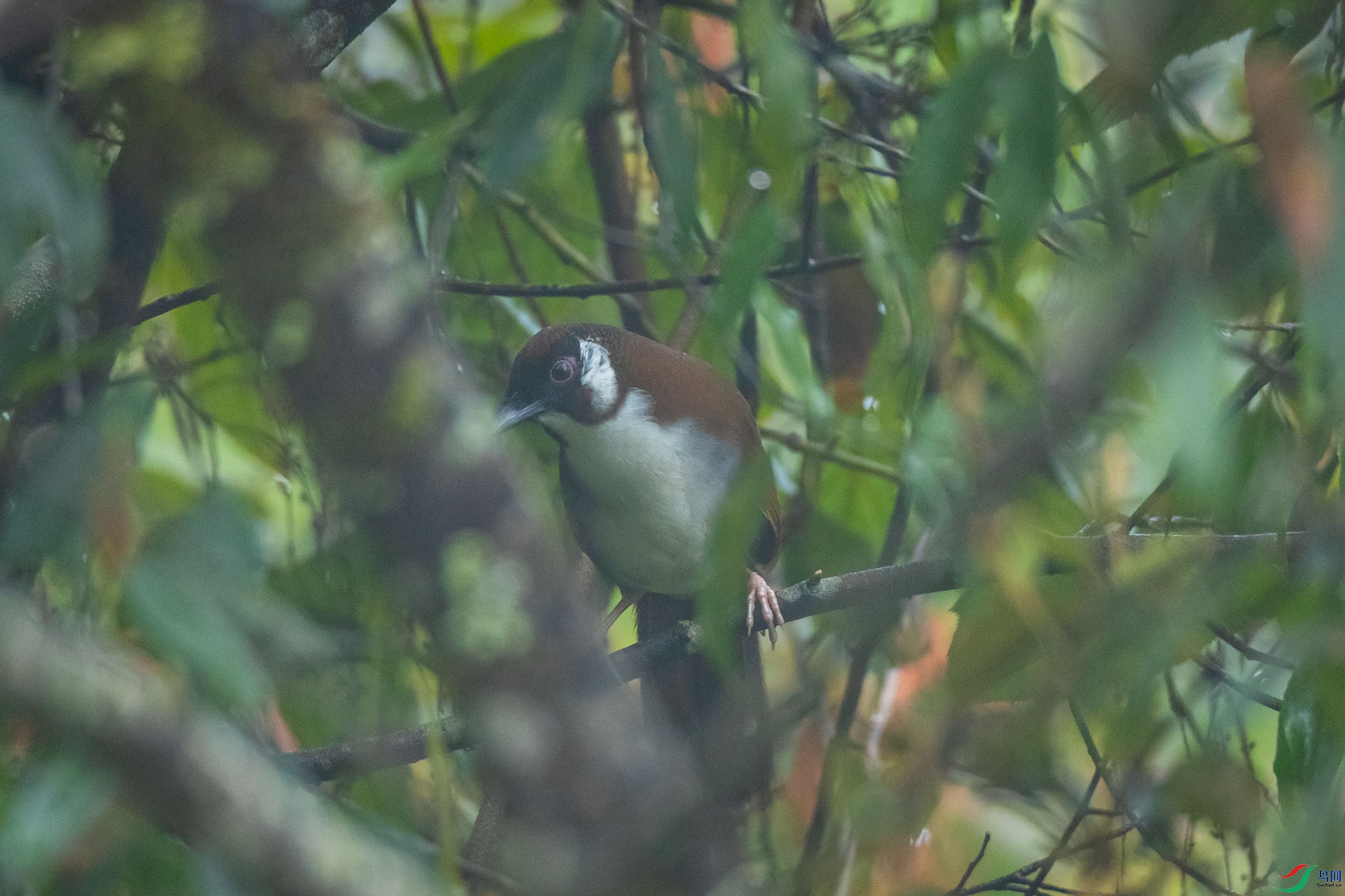 �ں�����