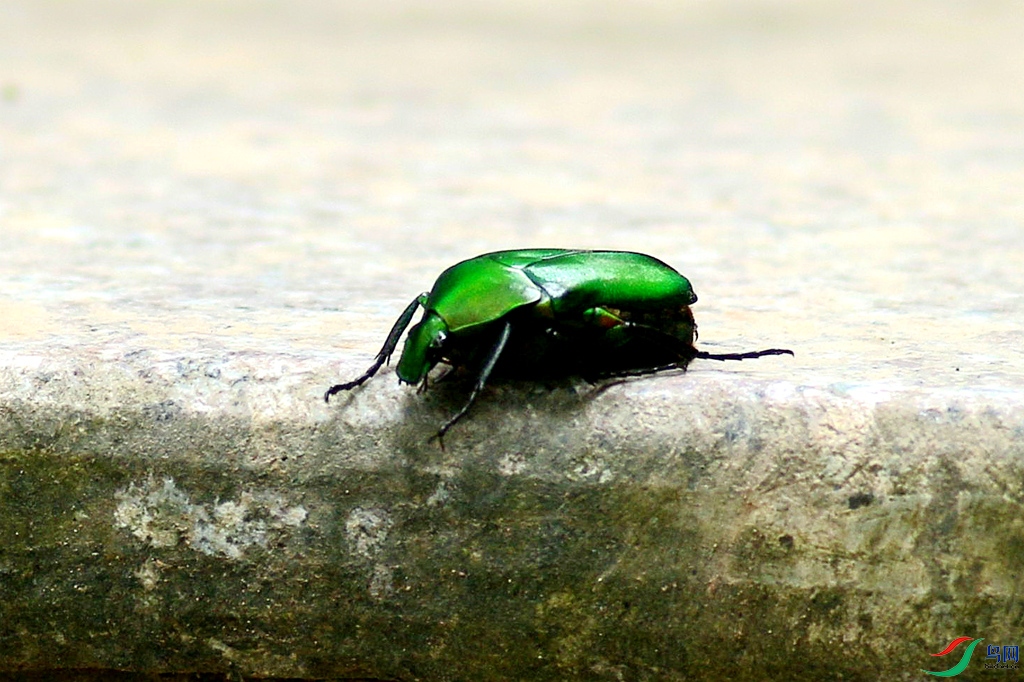 绿毛萤甲虫图片