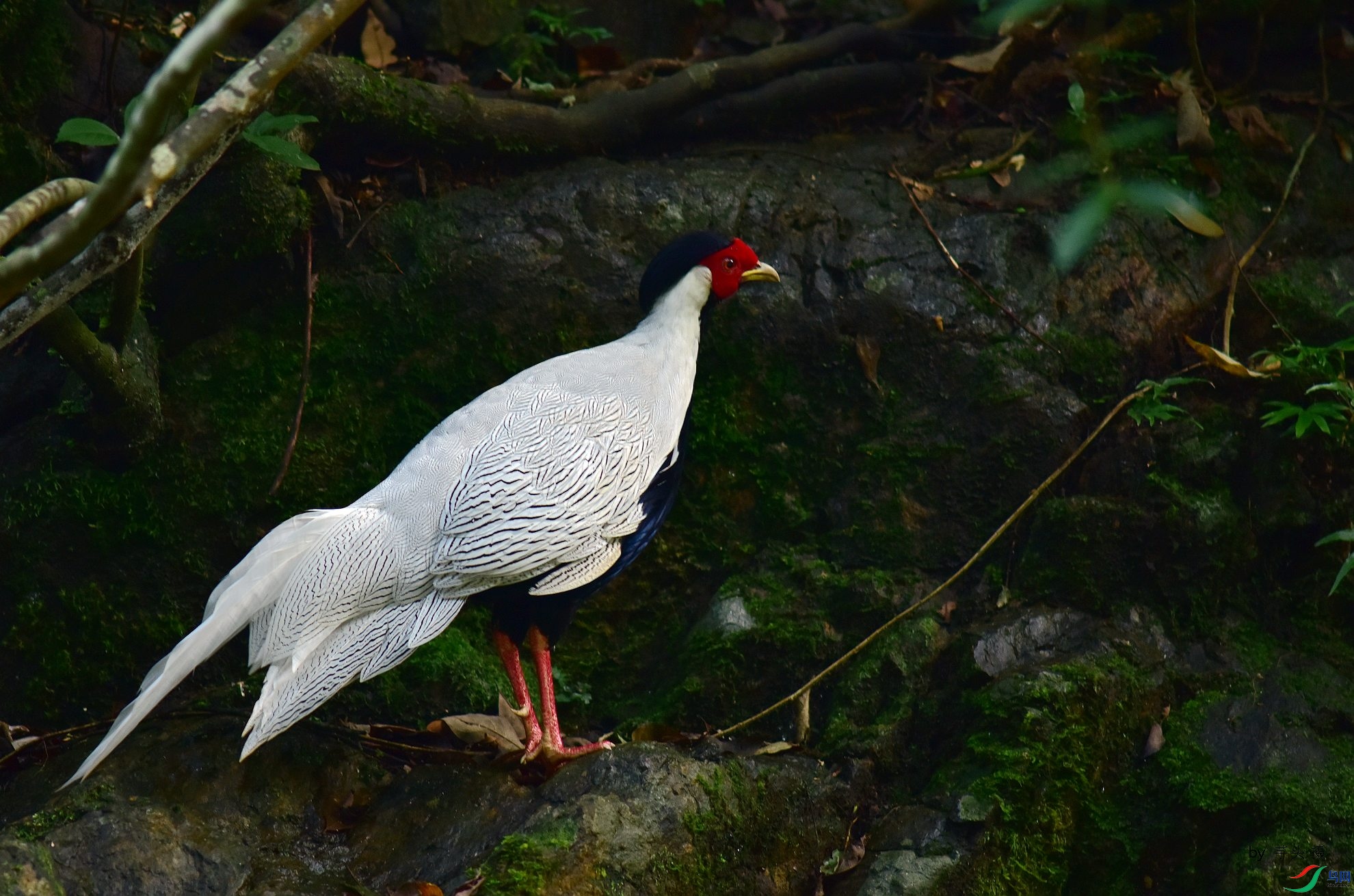 D8I_0411.jpg