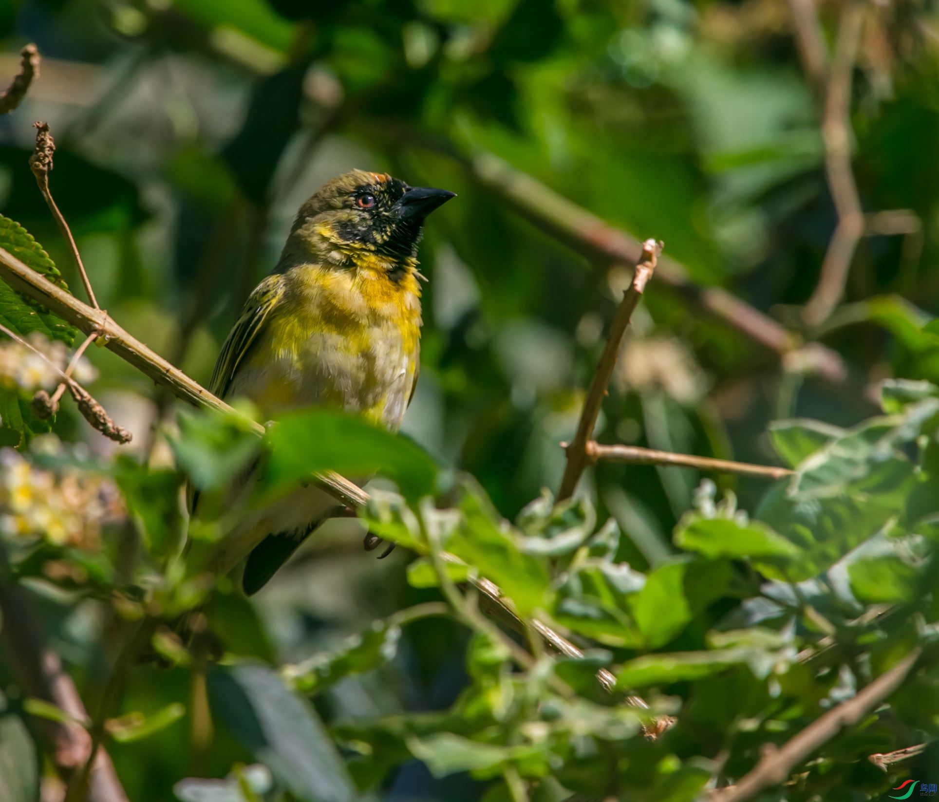 非洲黑脸织鸟