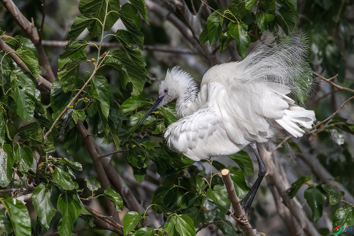漂亮的繁殖羽【恭喜荣获本版佳作】