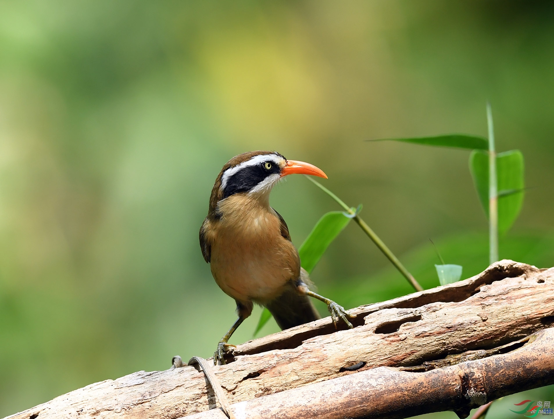 ��Ӱ�S��  ��ʦ����������ʡ�º���徰����������ӯ����.jpg