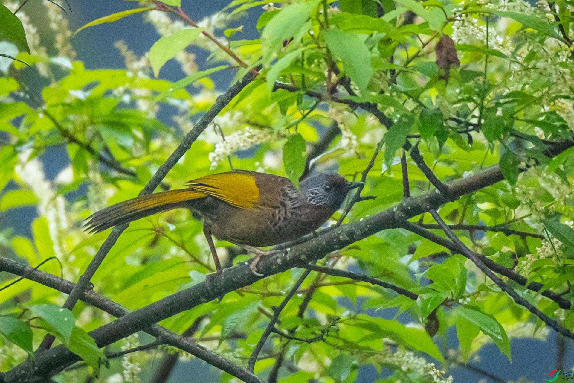 ��ͷ����