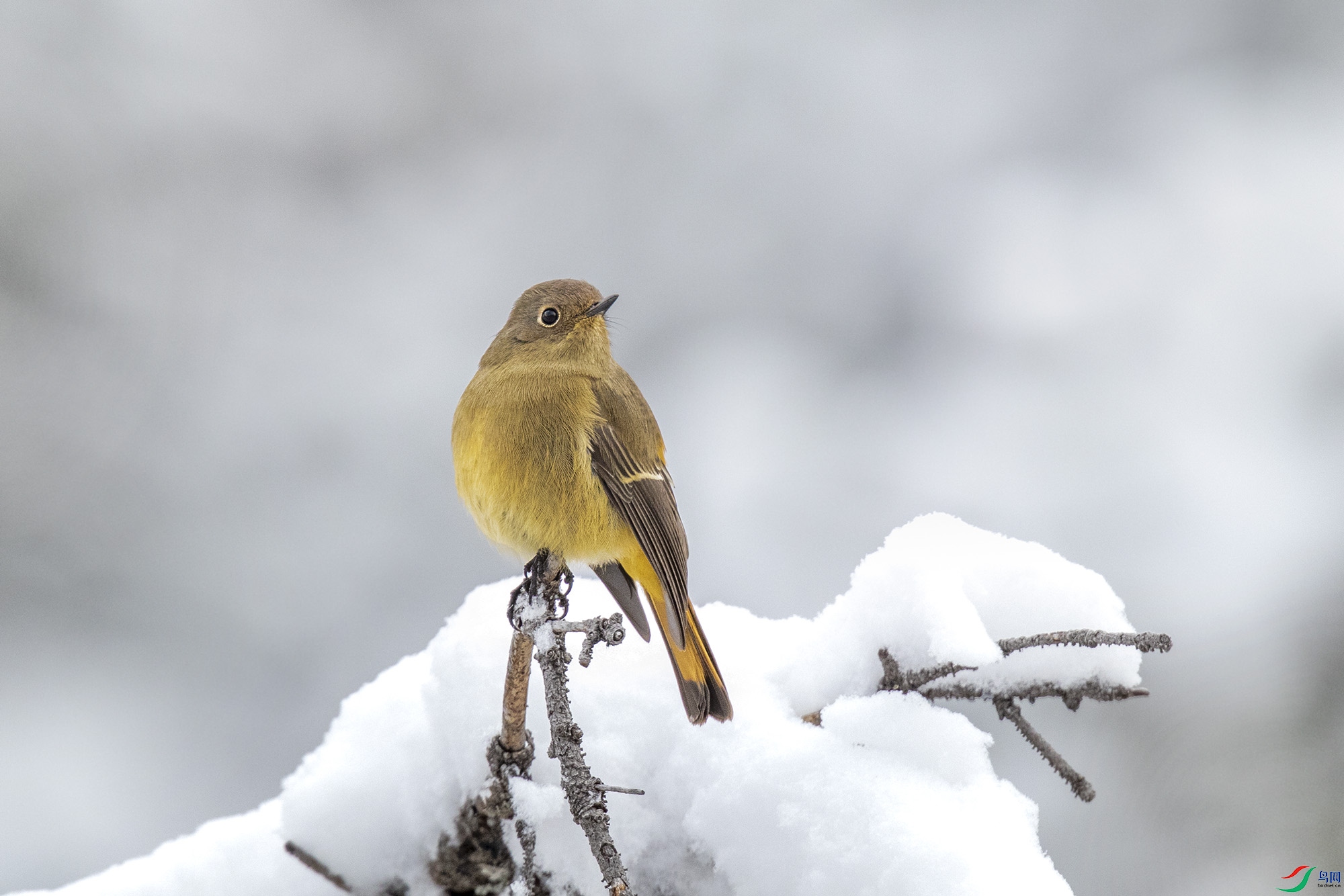 雪中小鸟