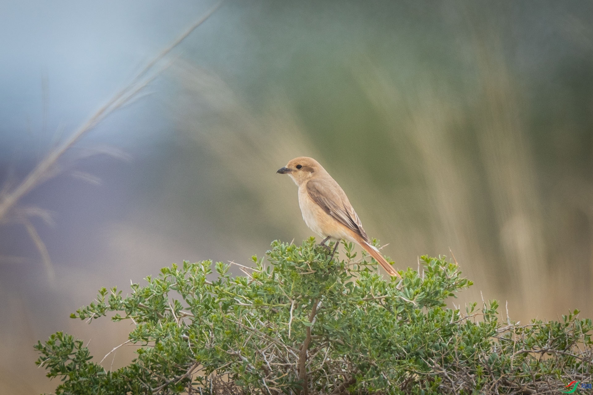 ��Į����