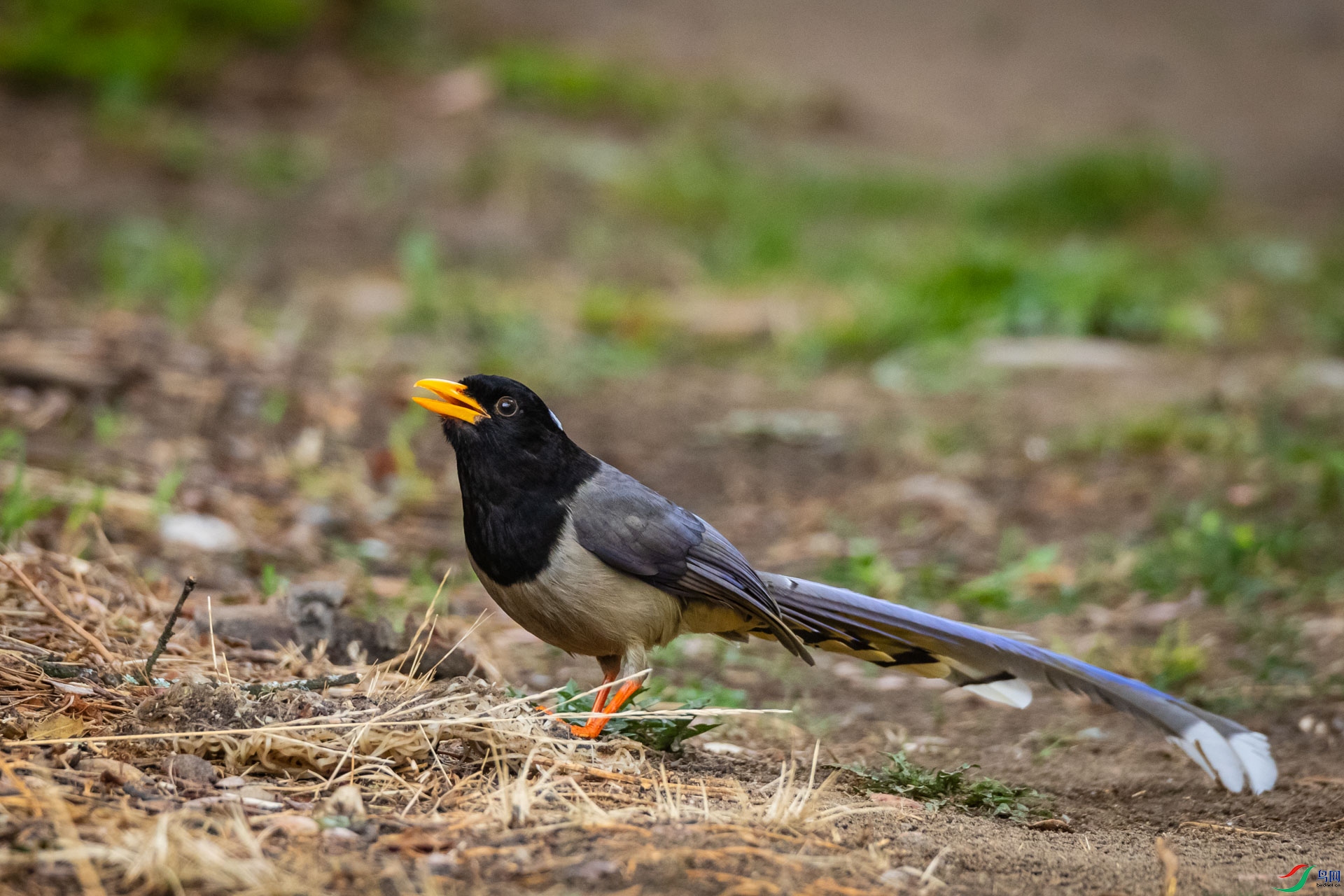 ������ȵ