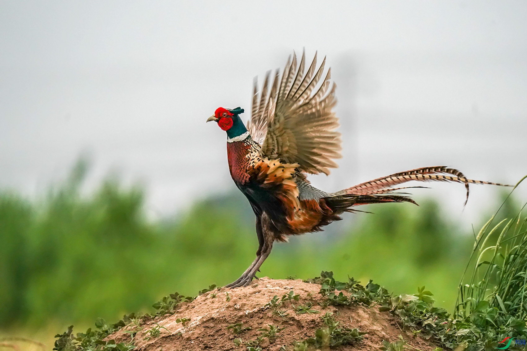 DSC00071 - ����.jpg