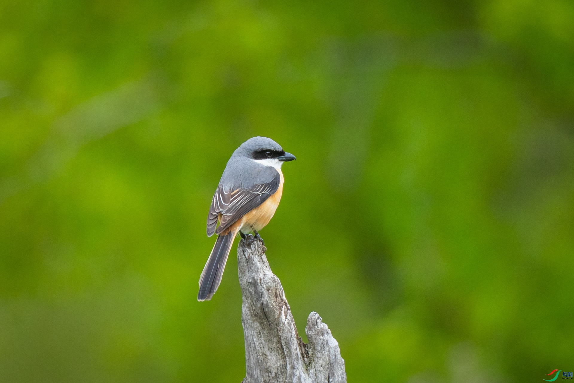 �ұ�����