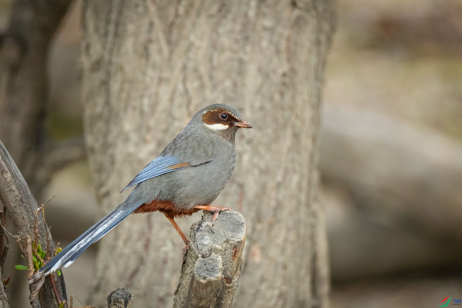 �Ҹ�����