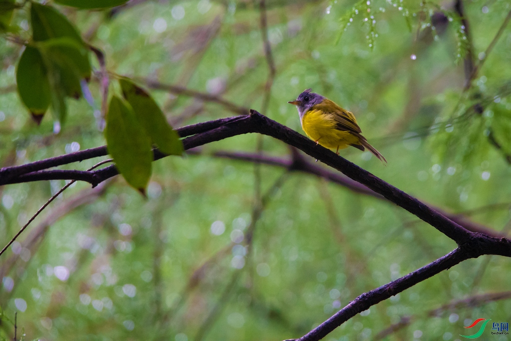 DSC_5591a.jpg