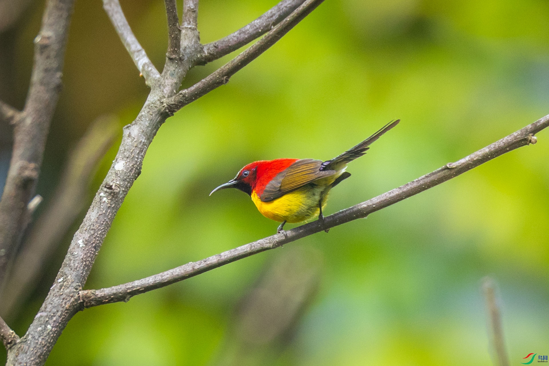 ����̫����