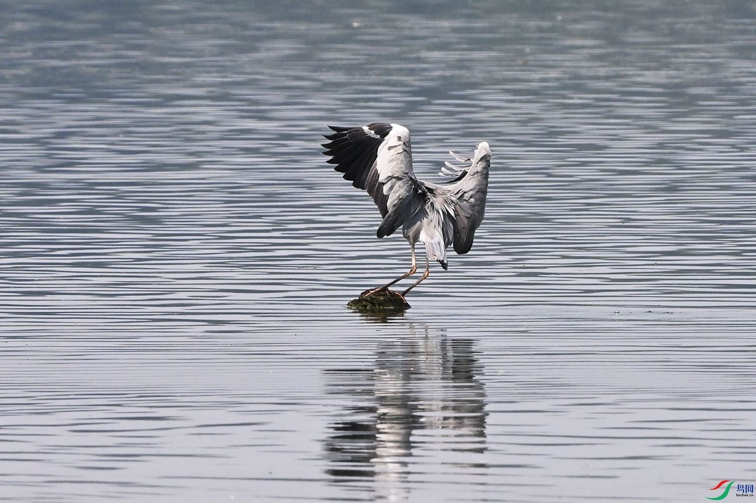 DSC_2866.jpg