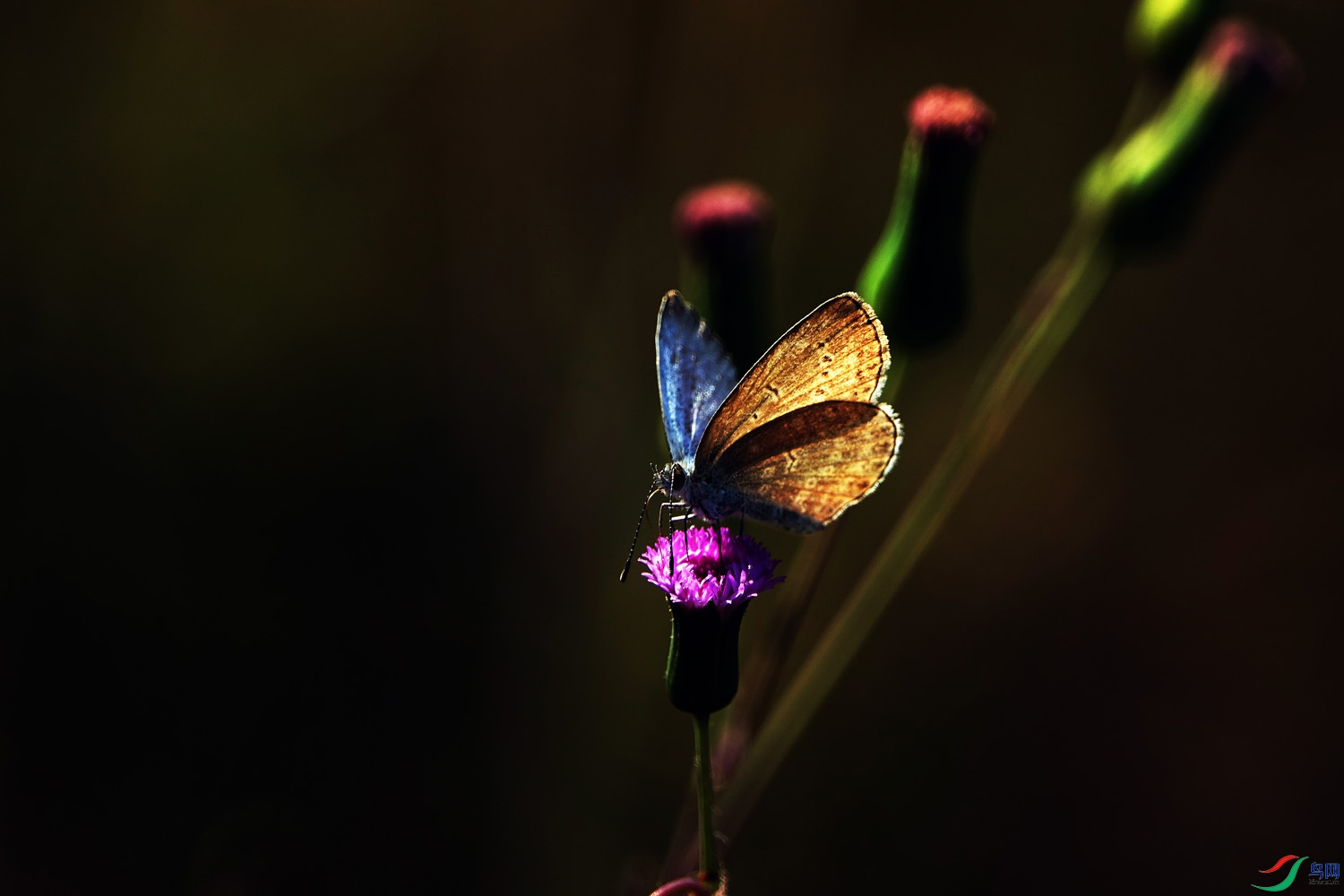 ���� (3).jpg