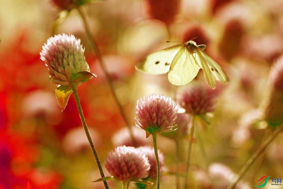 ���� (9).jpg