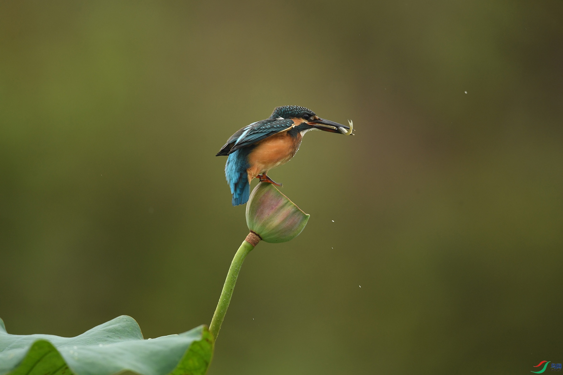 DSC_5072-010.jpg