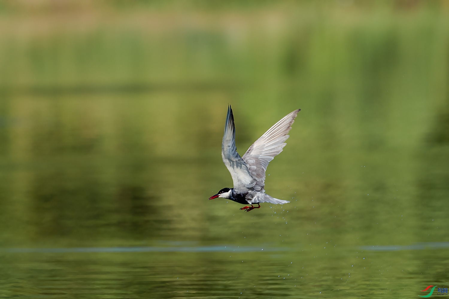 DSC_7017-3.jpg