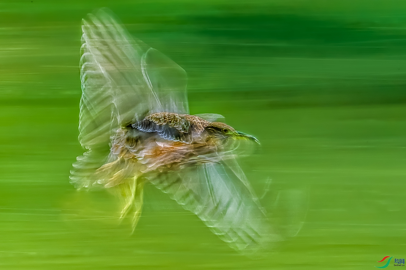 _C1I6840.jpg
