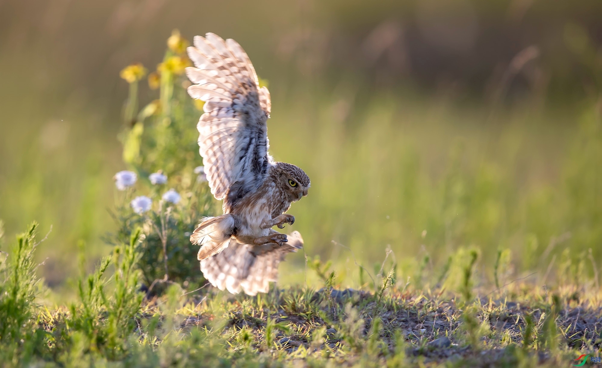 ���Ƹ�С�^