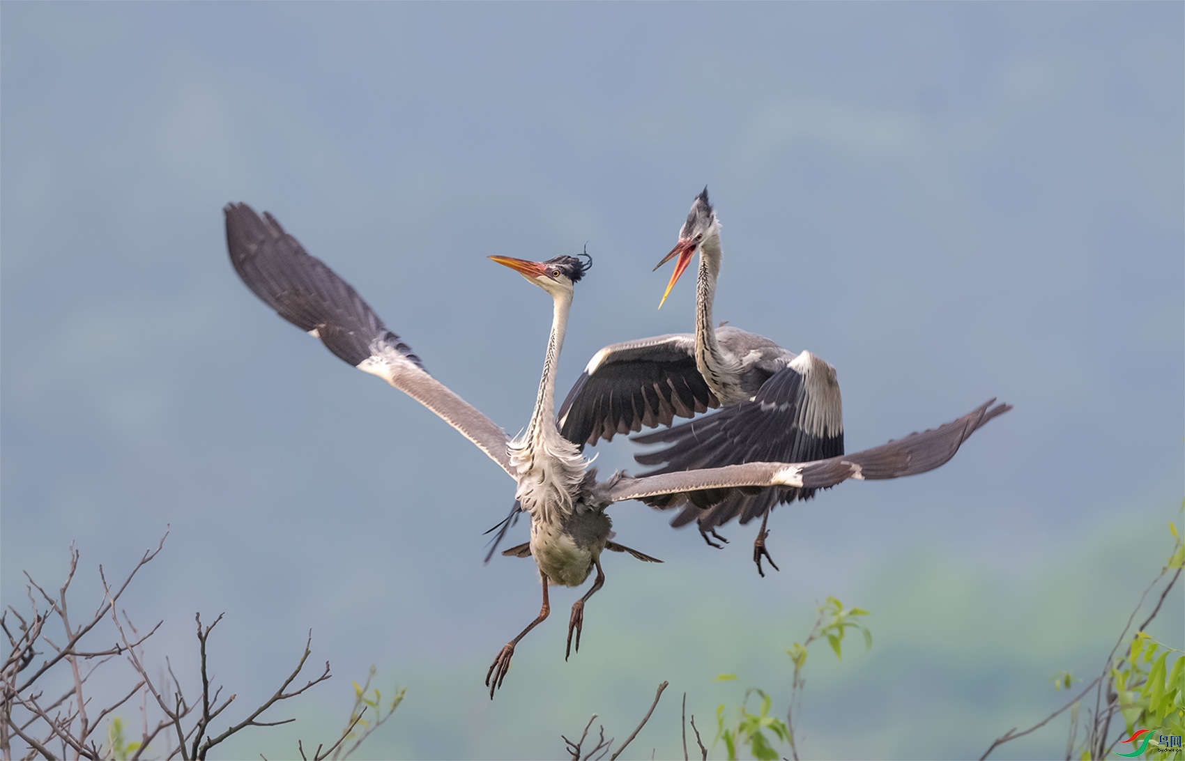 形影伴随 ( 恭贺老师佳作荣获首页精华)