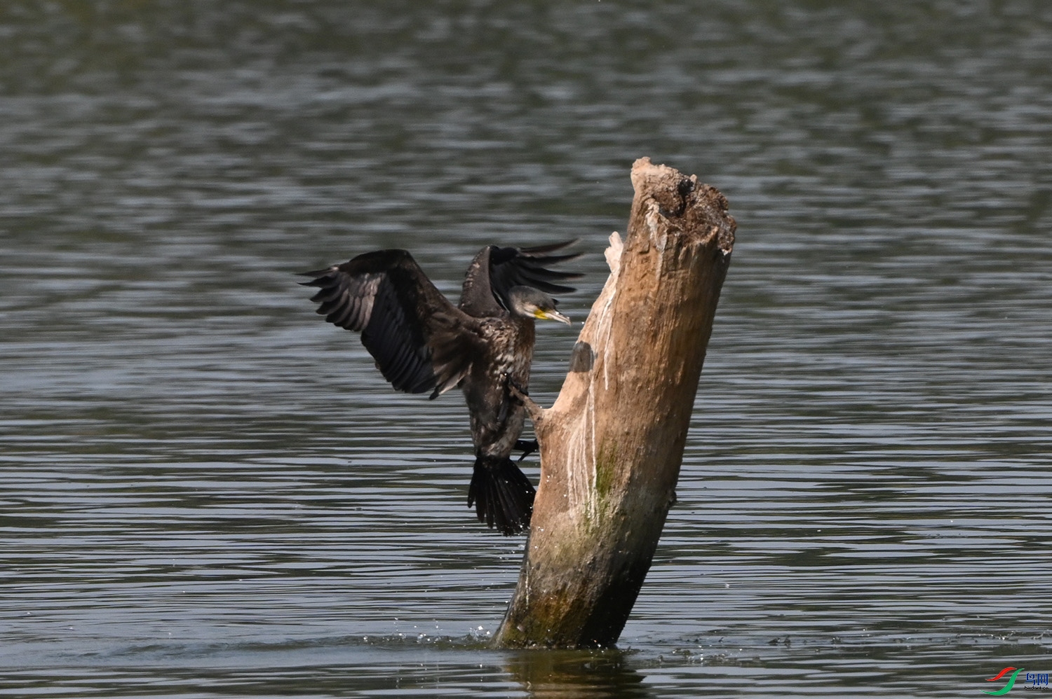 DSC_2303.jpg