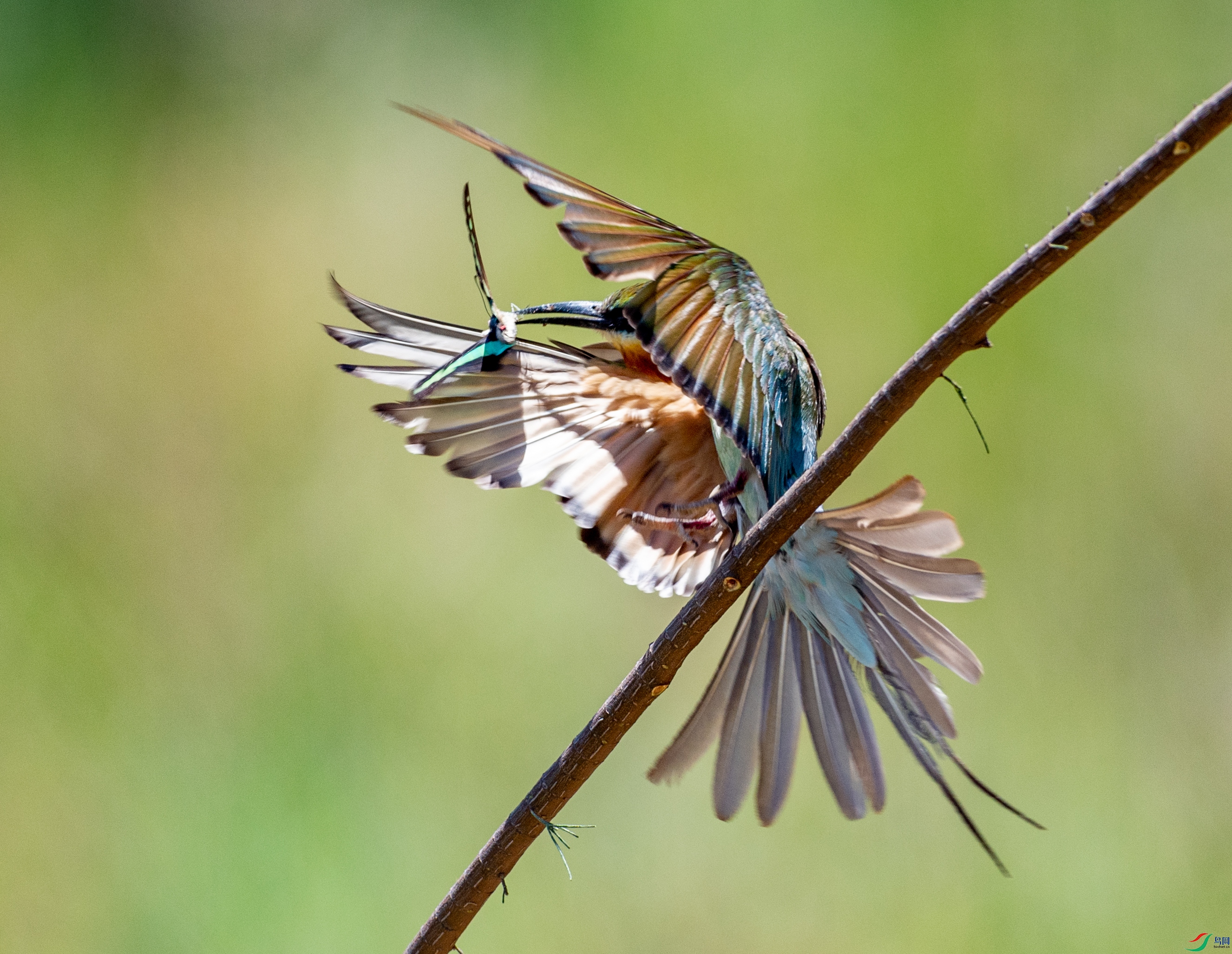 【觅食归来】栗喉蜂虎