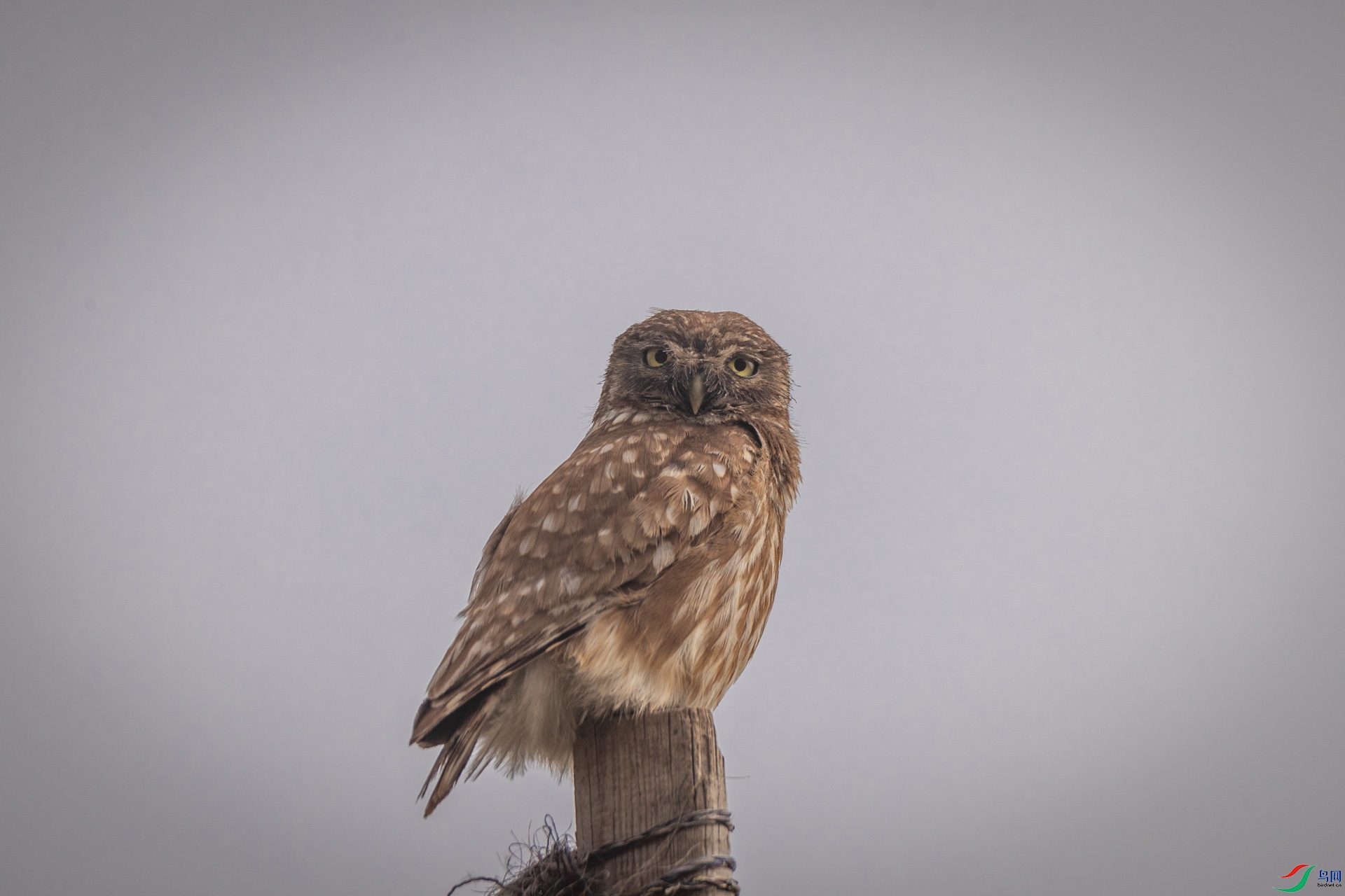 ���Ƹ�С�^