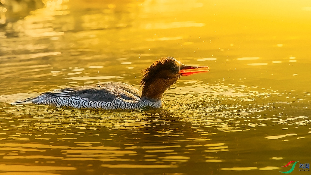 DSC_4777-1.jpg