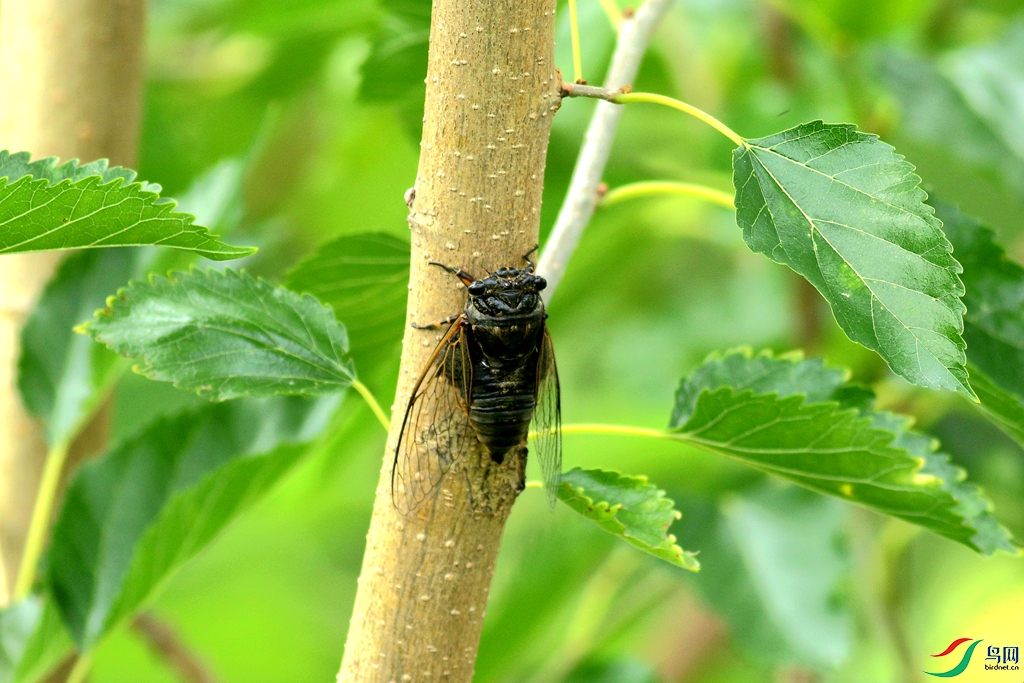 [昆虫] 蝉