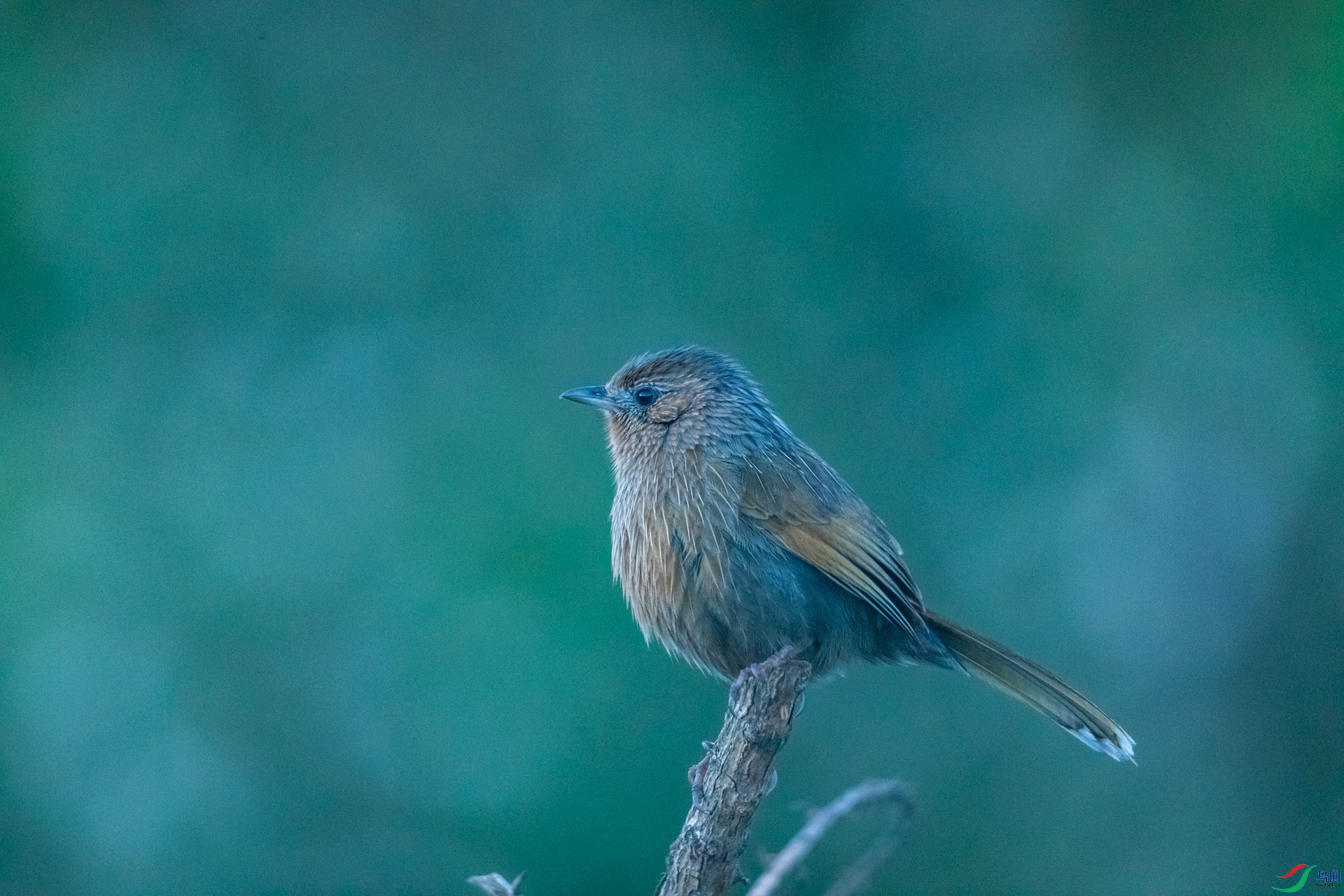 ϸ������