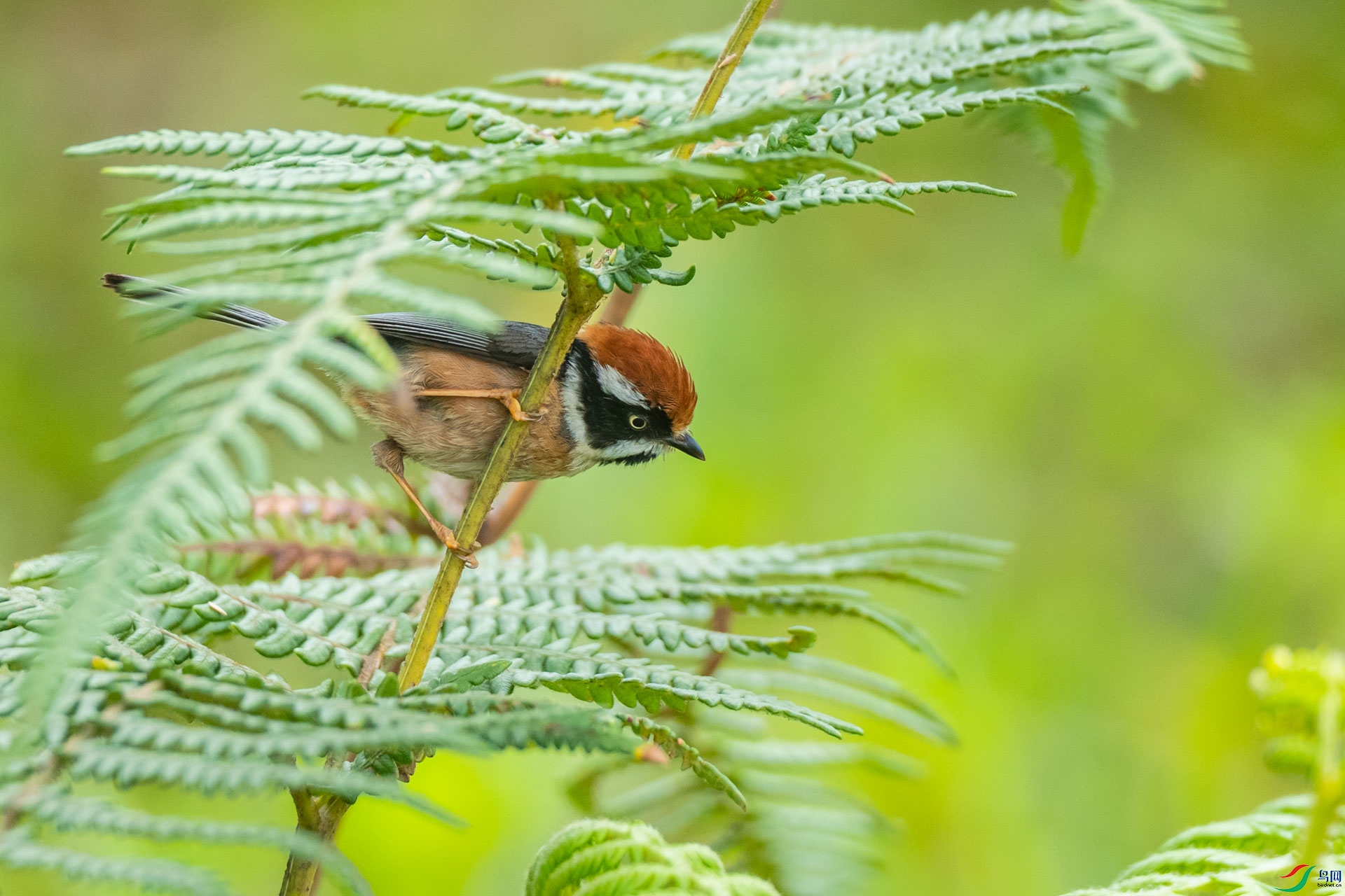 ϲɽ��ͷ��βɽȸ