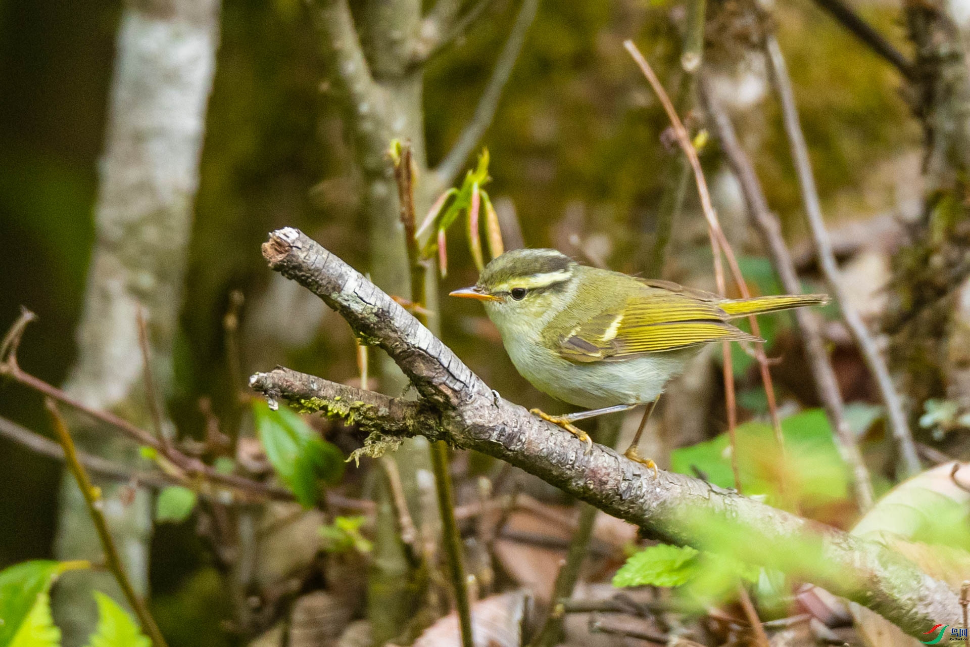 ���Ϲ�����ݺ