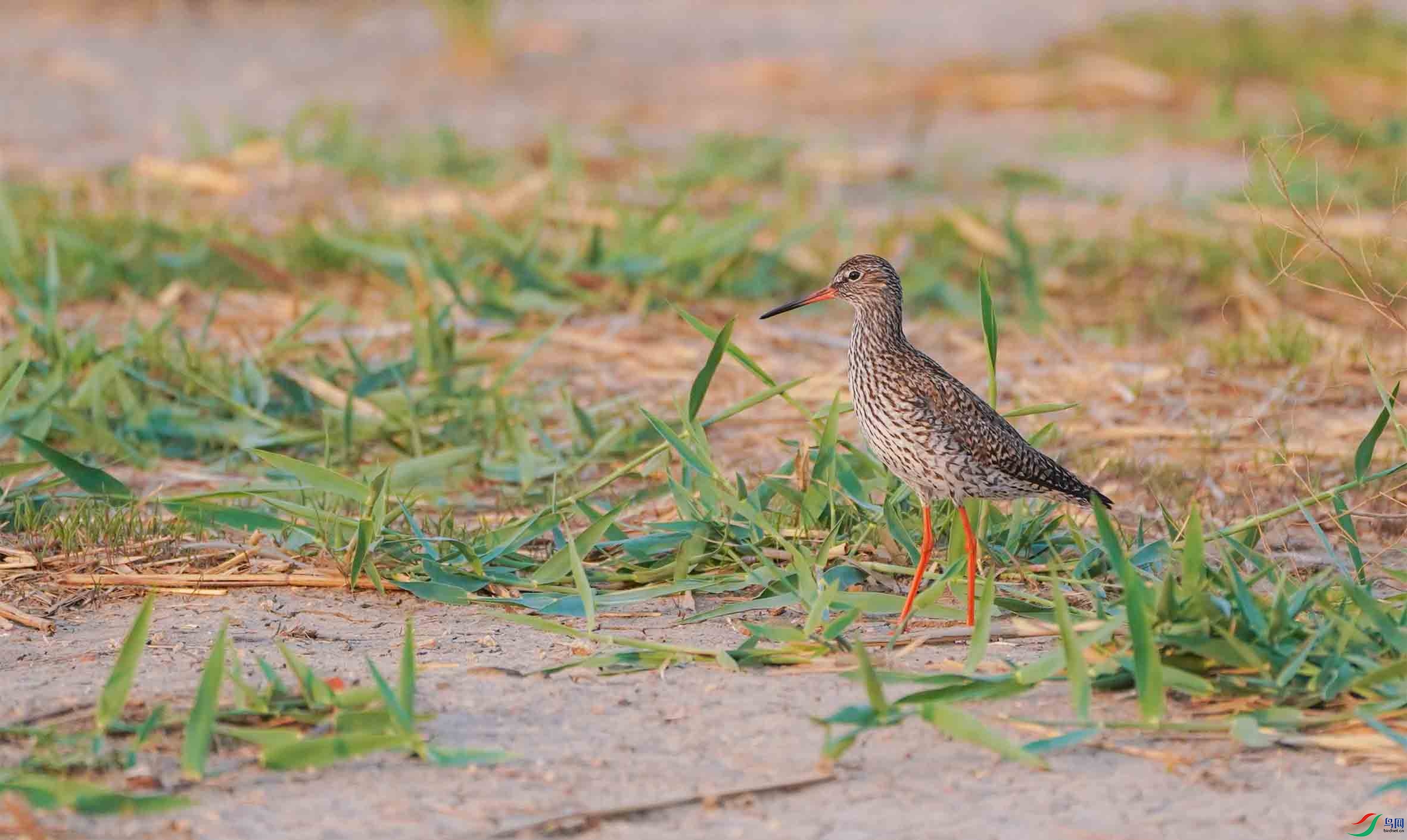 DSC02636-3 - ���� (2).jpg