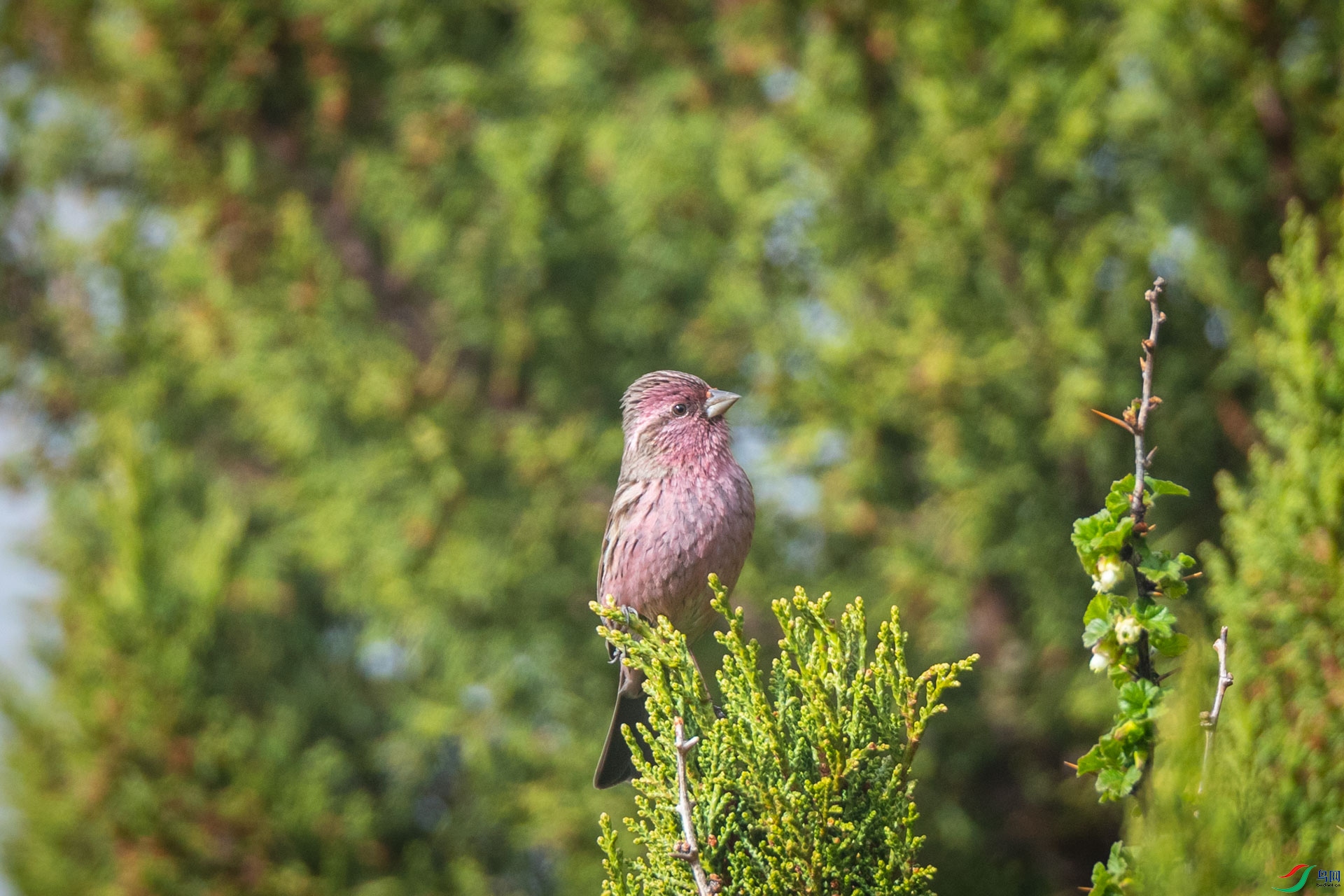 ϲɽ��ü��ȸ