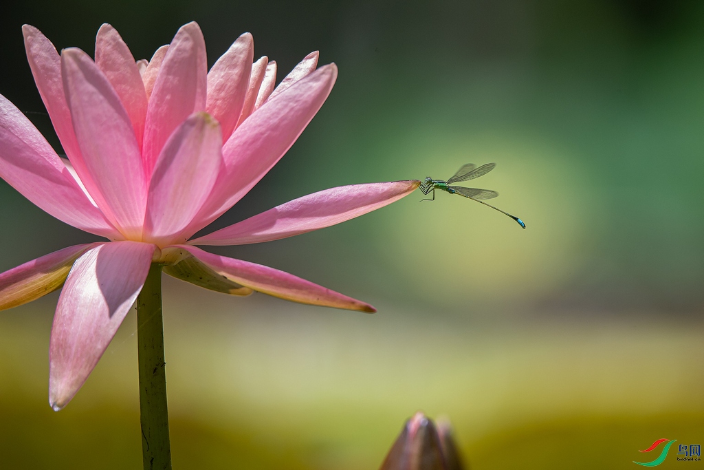 DSC_9487a.jpg