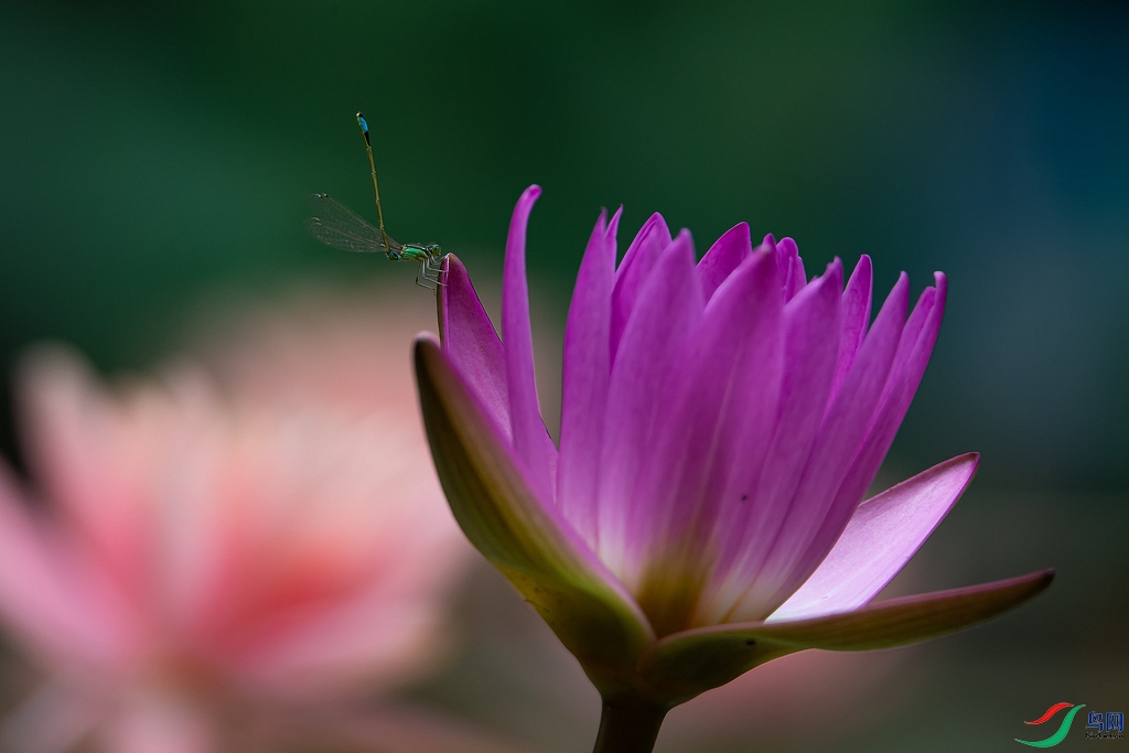 DSC_9471a.jpg