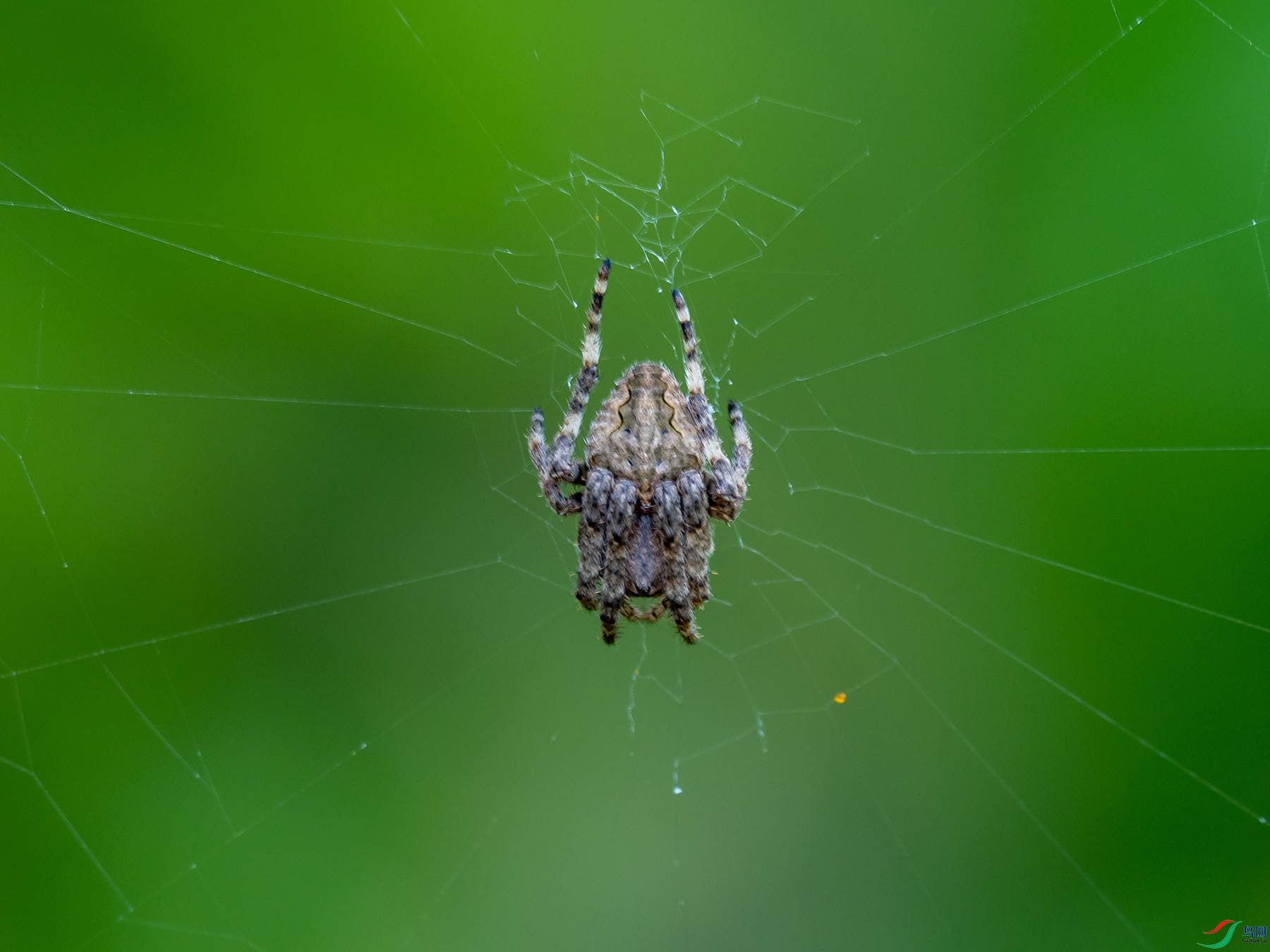 圆蛛的前胸与后背