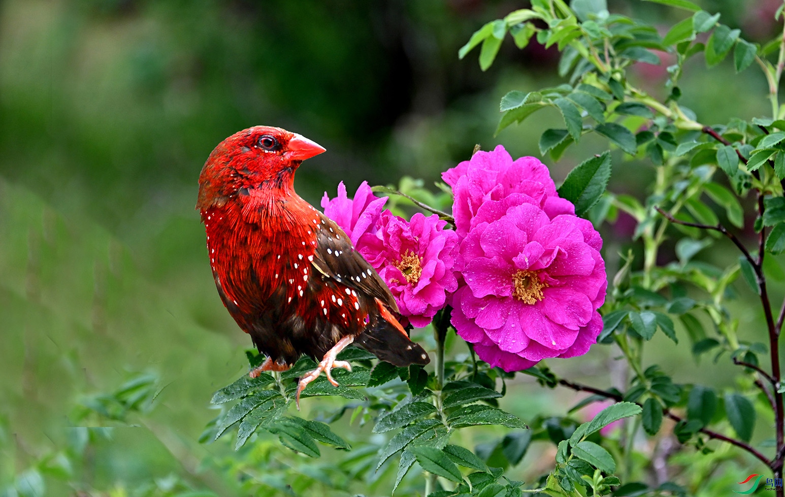 5.��÷��ȸϲ��÷9848AM.jpg