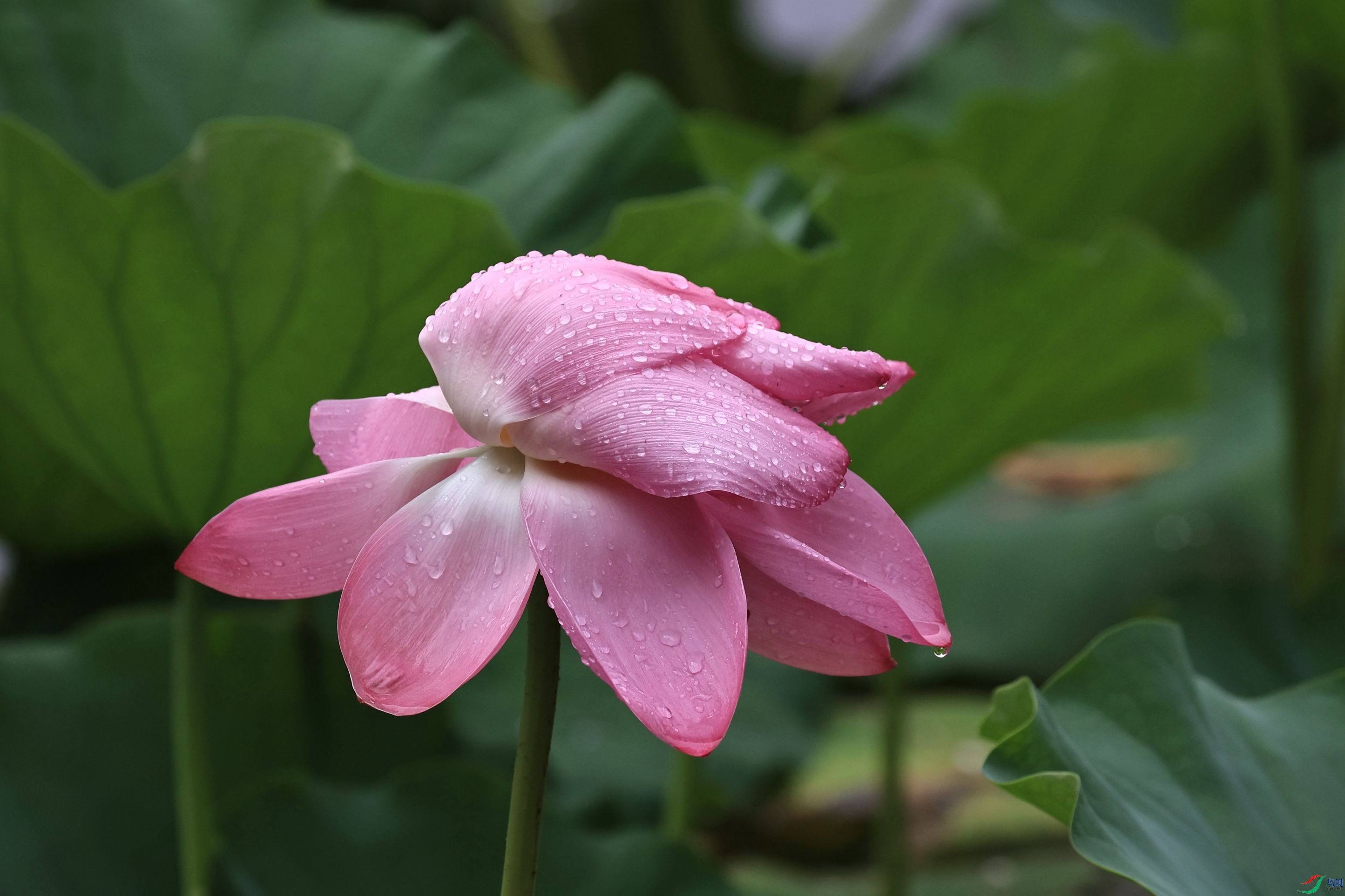 3W6A8557_����.jpg
