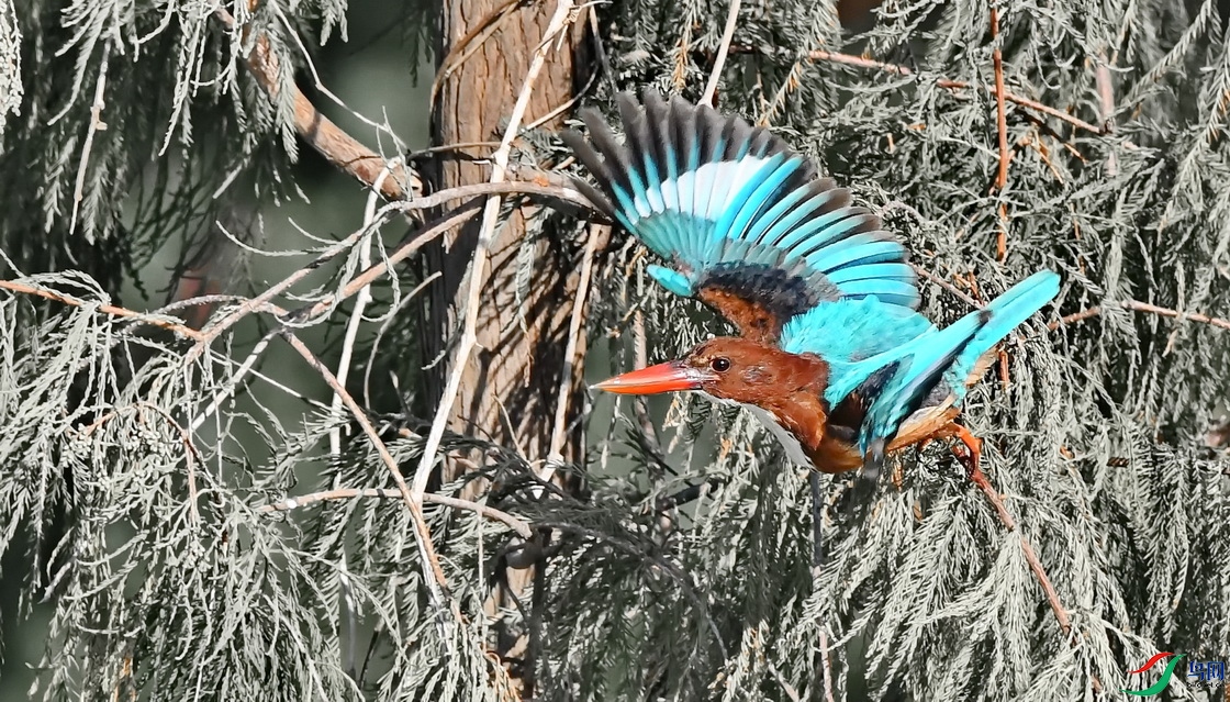 DSC_1717.JPG