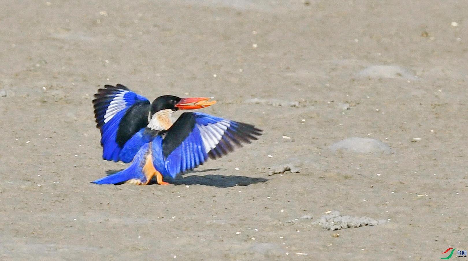 DSC_8124.JPG