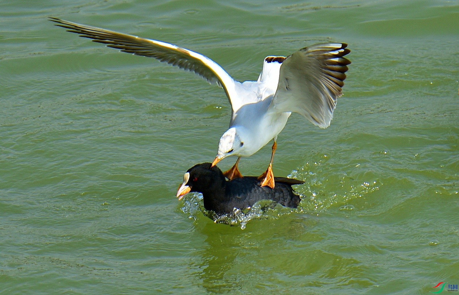 DSC_2346_conew5.jpg