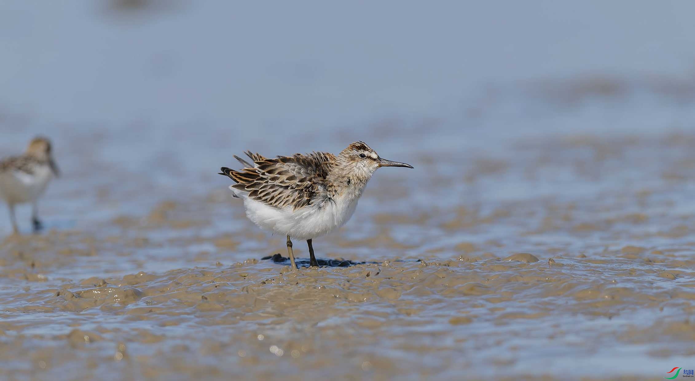 DSC_0276-3 - ���� - ���� (2) - ����.jpg