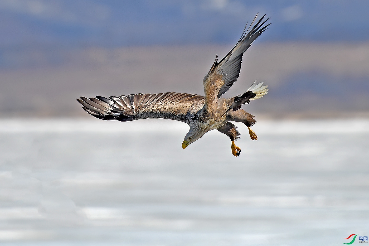 DSC_6565aaa.jpg