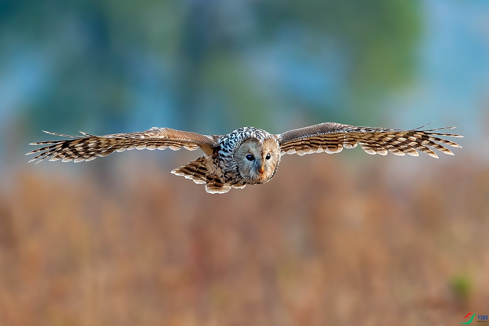DSC_0520-a.jpg