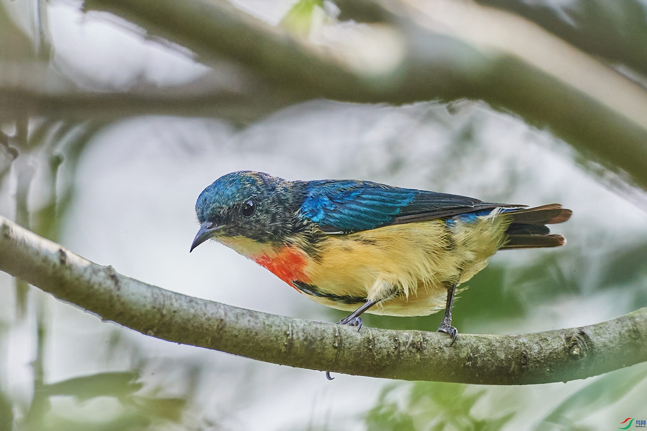 �����Ļ���