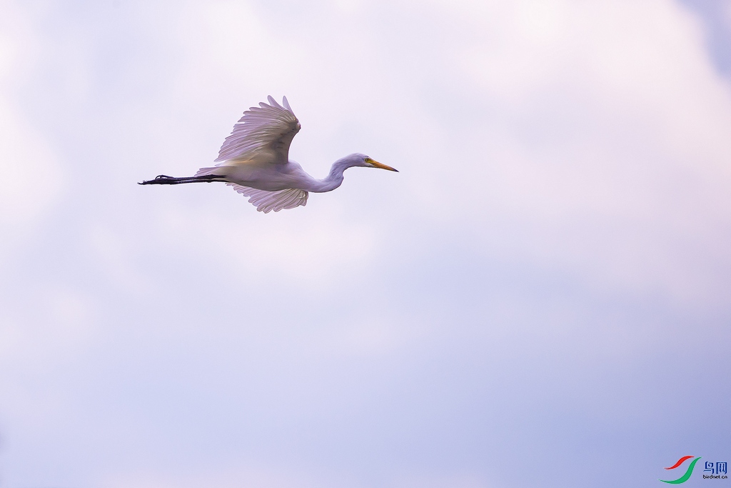 DSC_7402a.jpg