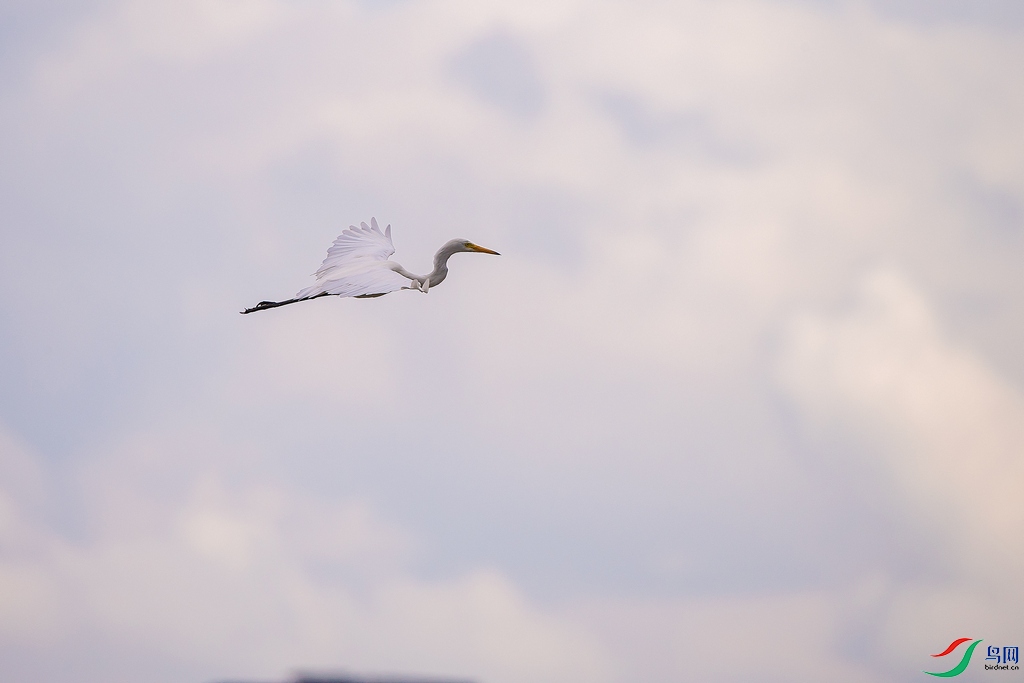DSC_7400a.jpg