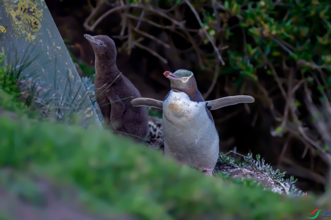 ���ĸ����