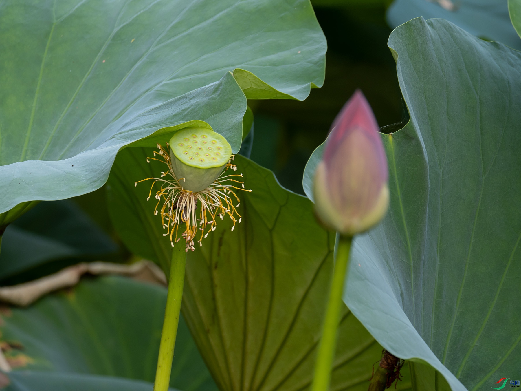 �ɻ���������